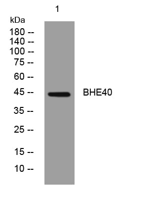 BHE40 Rabbit Polyclonal Antibody – Figure 1 of 1