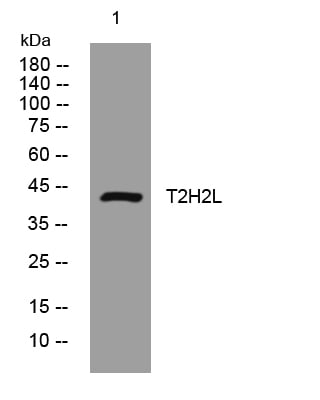 T2H2L Rabbit Polyclonal Antibody – Figure 1 of 1