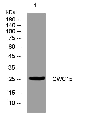 CWC15 Rabbit Polyclonal Antibody – Figure 1 of 1