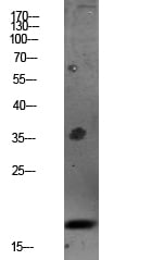 Caspase 3 p17 Polyclonal Antibody – Figure 1 of 1
