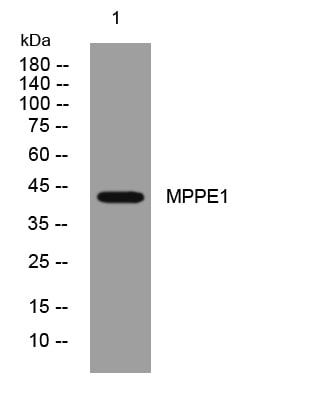 MPPE1 Rabbit Polyclonal Antibody – Figure 1 of 1