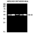 SR-1D Polyclonal Antibody – Figure 1 of 2