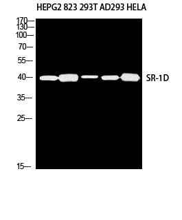SR-1D Polyclonal Antibody – Figure 1 of 2
