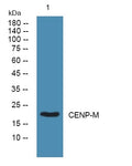CENP-M Polyclonal Antibody – Figure 1 of 1