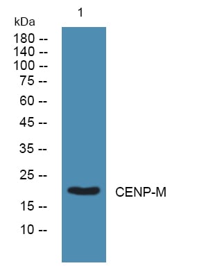 CENP-M Polyclonal Antibody – Figure 1 of 1