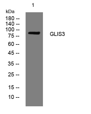 GLIS3 Rabbit Polyclonal Antibody – Figure 1 of 1