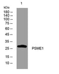 PSME1 Rabbit Polyclonal Antibody – Figure 1 of 1