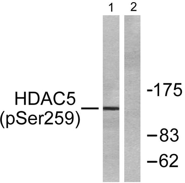 HDAC5/9(Phospho Ser259/220) Polyclonal Antibody – Figure 1 of 3