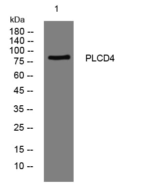 PLCD4 Rabbit Polyclonal Antibody – Figure 1 of 1