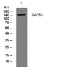 CAPS1 Rabbit Polyclonal Antibody – Figure 1 of 1