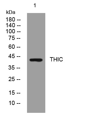 THIC Rabbit Polyclonal Antibody – Figure 1 of 1