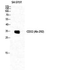 CD32 Polyclonal Antibody – Figure 1 of 2