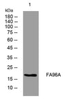 FA96A Rabbit Polyclonal Antibody – Figure 1 of 1