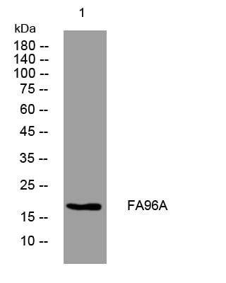 FA96A Rabbit Polyclonal Antibody – Figure 1 of 1