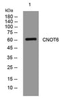 CNOT6 Rabbit Polyclonal Antibody – Figure 1 of 1
