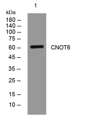 CNOT6 Rabbit Polyclonal Antibody – Figure 1 of 1
