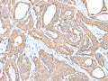 C9orf116 Polyclonal Antibody – Figure 1 of 2
