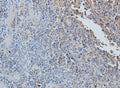 CCL7 Polyclonal Antibody – Figure 1 of 2