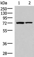 JPH1 Polyclonal Antibody – Figure 1 of 3
