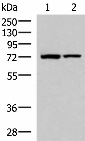 JPH1 Polyclonal Antibody – Figure 1 of 3