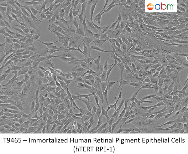 ADAMTSL1 CRISPR Knockout 293T Cell Line | Applied Biological Materials (abm)