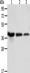 ANXA1 Polyclonal Antibody – Figure 1 of 2