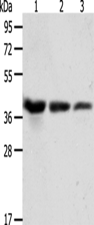 ANXA1 Polyclonal Antibody – Figure 1 of 2