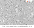 Immortalized Human Pancreatic Stellate Cells - SV40T – Figure 1 of 1