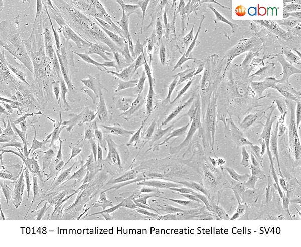 Immortalized Human Pancreatic Stellate Cells - SV40T – Figure 1 of 1