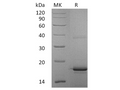Recombinant Human Interleukin-33/IL-33 Protein – Figure 1 of 3