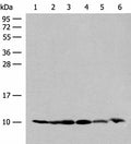 RPS28 Polyclonal Antibody – Figure 1 of 4