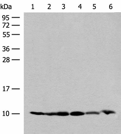 RPS28 Polyclonal Antibody – Figure 1 of 4