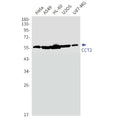 Recombinant CCT2 Monoclonal Antibody – Figure 1 of 4