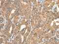 BCAN Polyclonal Antibody – Figure 1 of 3