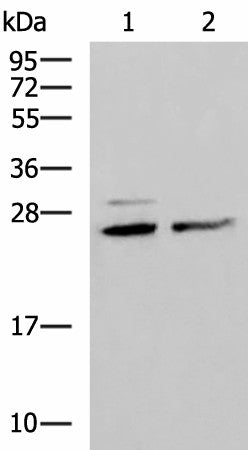 SNRPB2 Polyclonal Antibody – Figure 1 of 4