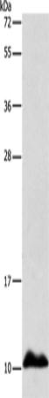 APOC1 Polyclonal Antibody – Figure 1 of 2