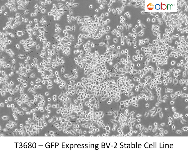 GFP Expressing BV-2 Stable Cell Line | Applied Biological Materials (abm)