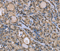 DYNLL1 Polyclonal Antibody – Figure 1 of 3