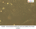 Immortalized Podocyte Progenitor Cell Line (UM51-Pre-Podo-hTERT) | Applied Biological Materials (abm)