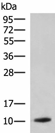 PPY Polyclonal Antibody – Figure 1 of 2