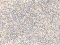 ADAMTS2 Polyclonal Antibody – Figure 1 of 2