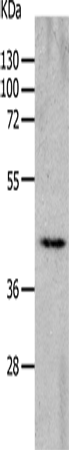 CHRNA7 Polyclonal Antibody – Figure 1 of 4