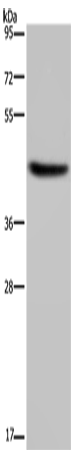 HSD3B1 Polyclonal Antibody – Figure 1 of 4