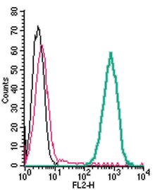 Anti-xCT/SLC7A11 (extracellular)-PE Antibody