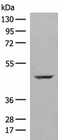 ZBTB8A Polyclonal Antibody – Figure 1 of 4