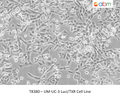 UM-UC-3 Luci/TXR Cell Line | Applied Biological Materials (abm)