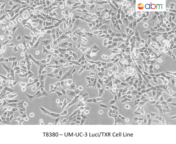 UM-UC-3 Luci/TXR Cell Line | Applied Biological Materials (abm)