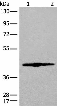 IVD Polyclonal Antibody – Figure 1 of 2