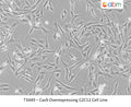 Cas9 Overexpressing C2C12 Cell Line | Applied Biological Materials (abm)