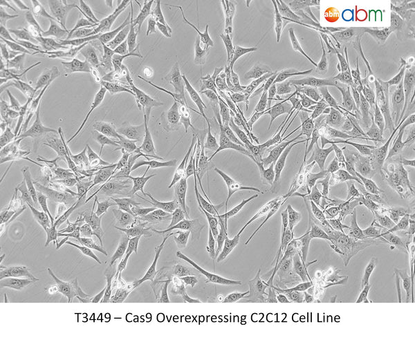 Cas9 Overexpressing C2C12 Cell Line | Applied Biological Materials (abm)